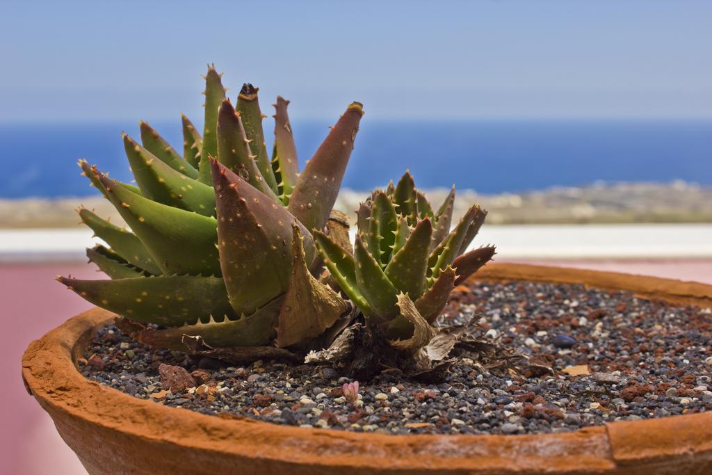 Nectarios Villa - Studios & Suites Adults Only Fira  Ruang foto